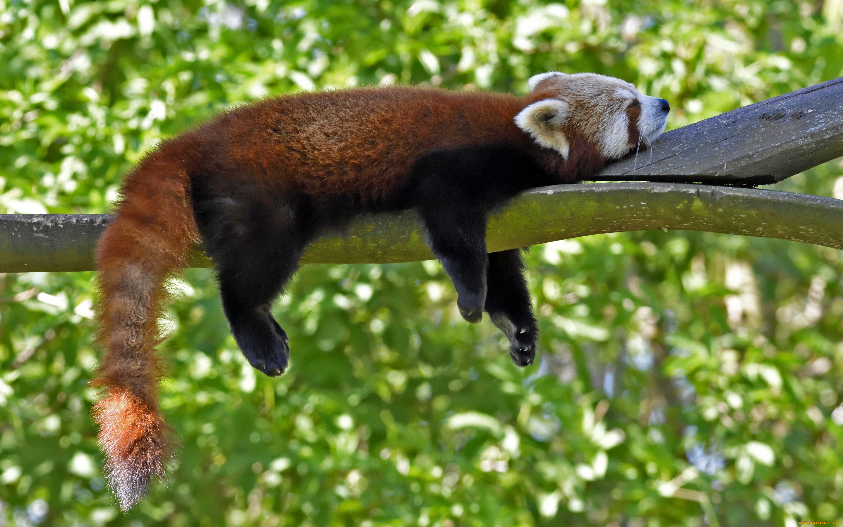 , , , , firefox, , , , 